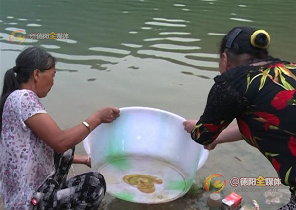 绵竹遵道：村民救治受伤娃娃鱼