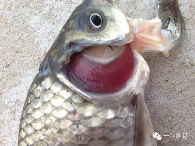 鱼类各种疾病应对方法,水产鱼病防治十大禁忌