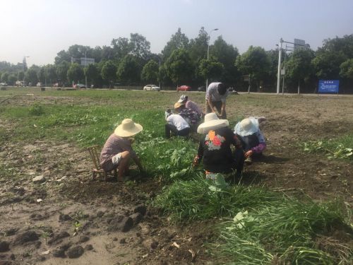 看花何必去婺源,双流看花胜地