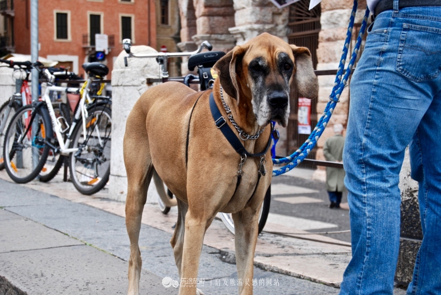 罗密欧与朱丽叶维罗纳,罗密欧与朱丽叶中的朱丽叶