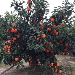 柑橘新优良种类,柑橘新品种介绍视频