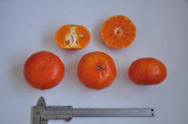 柑橘新优良种类,柑橘新品种介绍视频