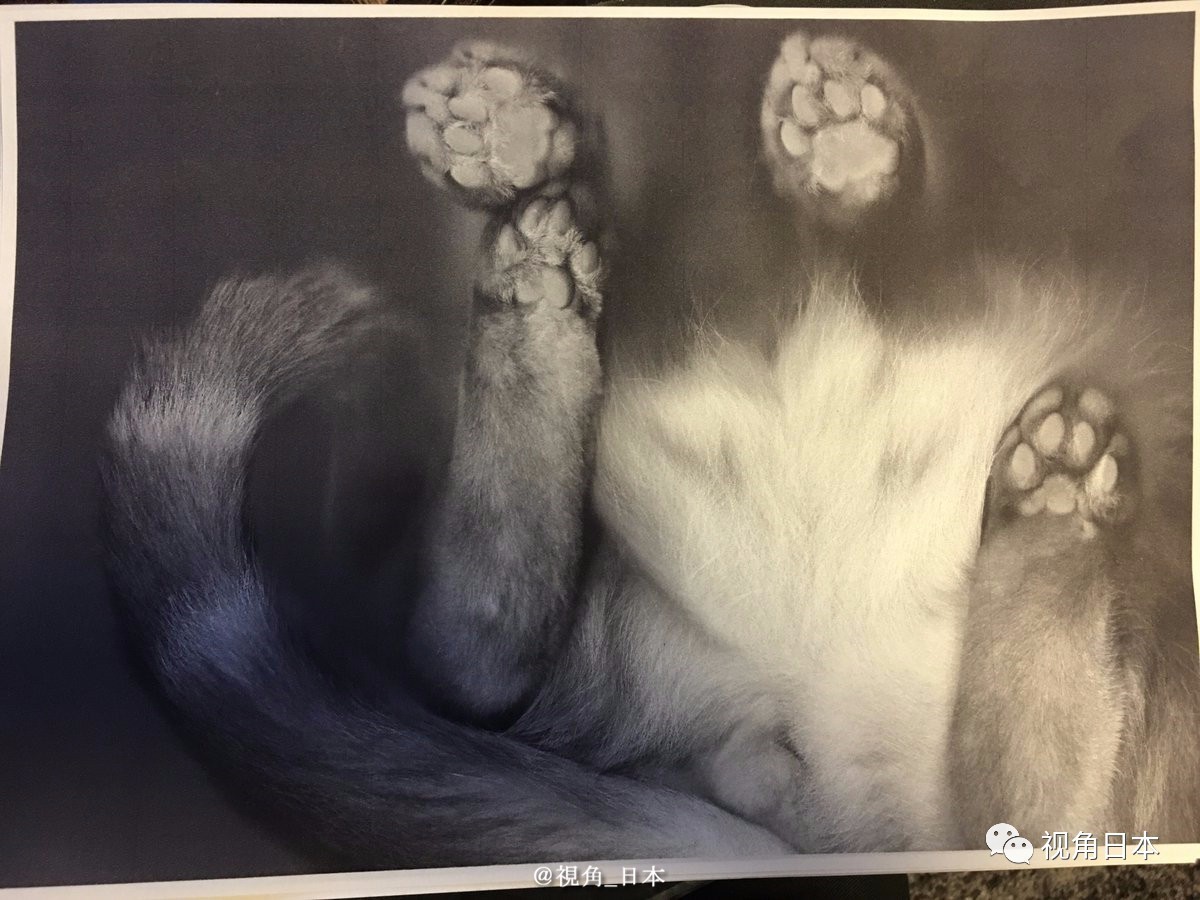 趣闻四则如果直接复印蹲在复印机上的猫奇迹复活的青蛙