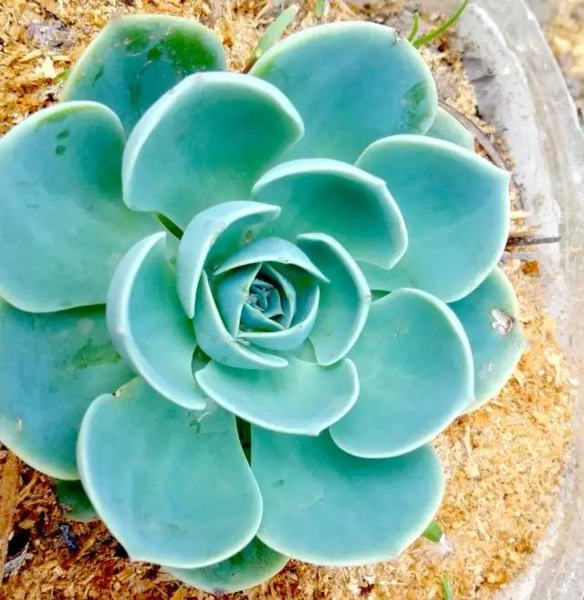 什么植物对电脑防辐射最好,什么植物好养又防辐射