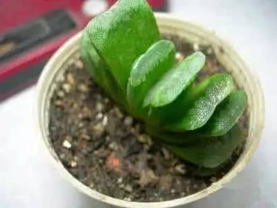 什么植物对电脑防辐射最好,什么植物好养又防辐射