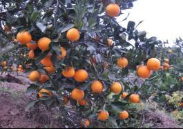 柑橘新优良种类,柑橘新品种介绍视频