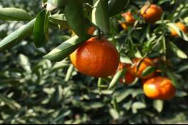柑橘新优良种类,柑橘新品种介绍视频
