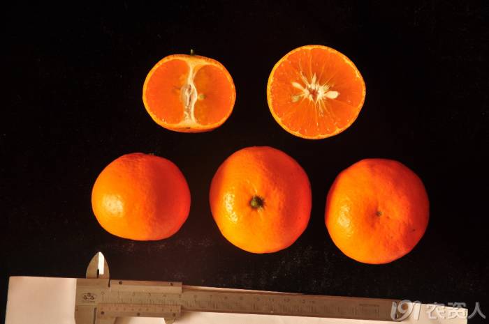 柑橘新优良种类,柑橘新品种介绍视频