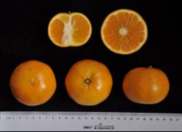 柑橘新优良种类,柑橘新品种介绍视频