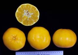柑橘新优良种类,柑橘新品种介绍视频