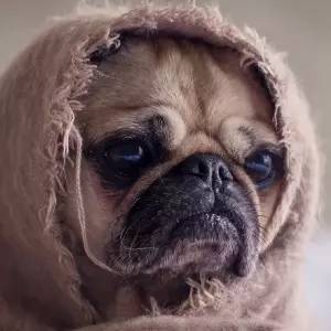 唐山狗狗免疫证明,怎么才能拿到狗狗免疫证明