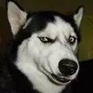 汪星人骑车,汪星人课堂防止狗狗走丢的小技巧