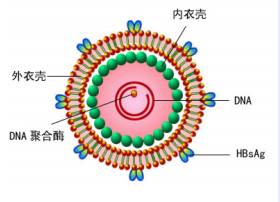 妈妈有乙肝宝宝也有怎么办,妈妈有乙肝我该怎么办