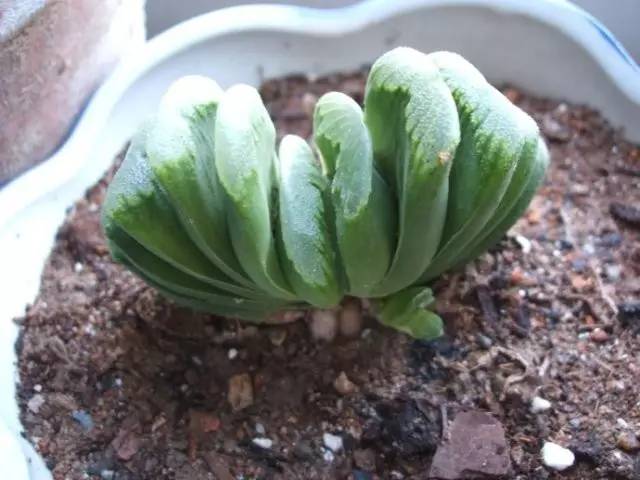 什么植物对电脑防辐射最好,什么植物好养又防辐射