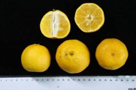 柑橘新优良种类,柑橘新品种介绍视频