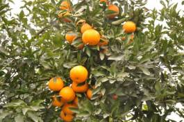 柑橘新优良种类,柑橘新品种介绍视频