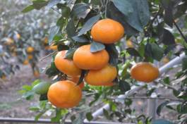 柑橘新优良种类,柑橘新品种介绍视频