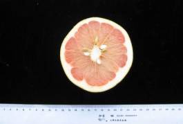 柑橘新优良种类,柑橘新品种介绍视频