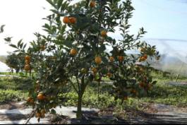 柑橘新优良种类,柑橘新品种介绍视频