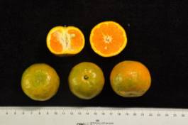 柑橘新优良种类,柑橘新品种介绍视频