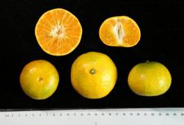 柑橘新优良种类,柑橘新品种介绍视频