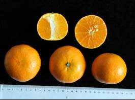 柑橘新优良种类,柑橘新品种介绍视频