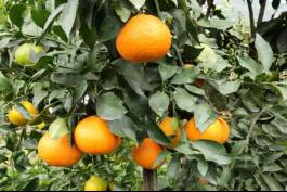 柑橘新优良种类,柑橘新品种介绍视频