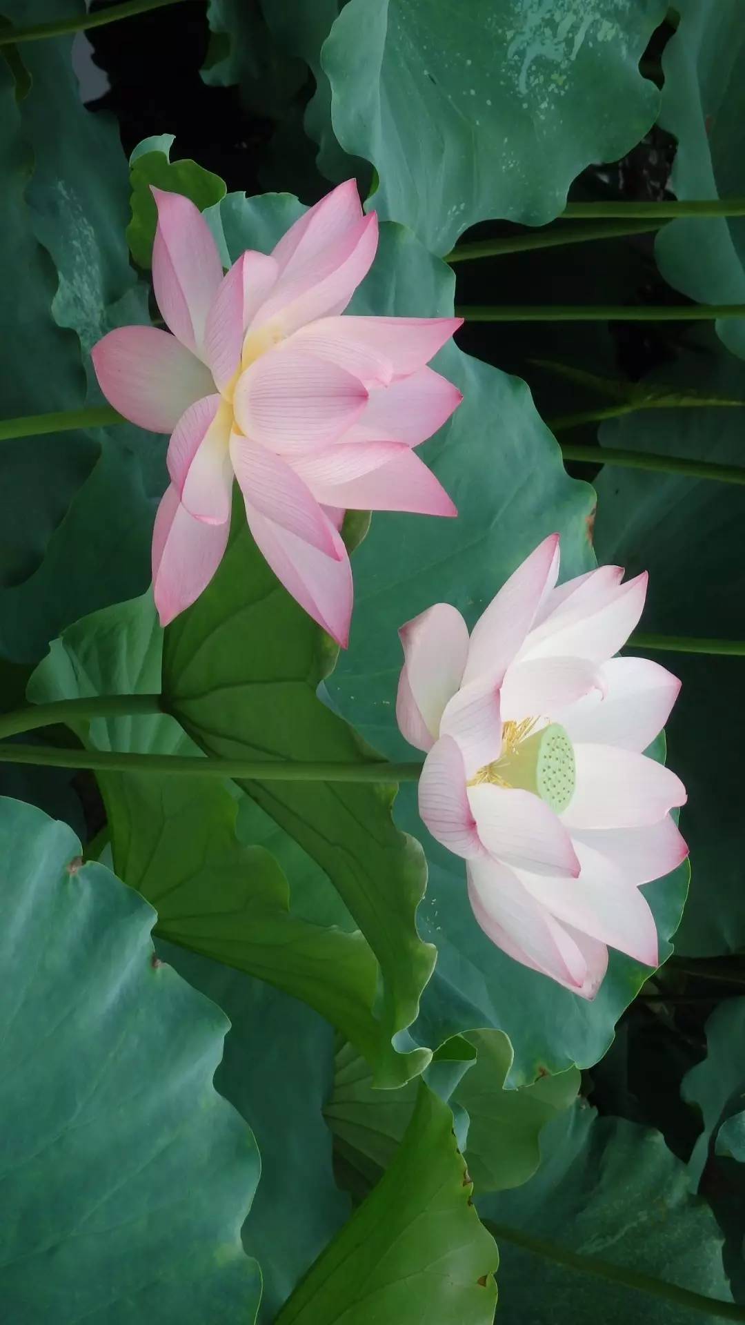 佛山旅游地图手绘,佛山地图全图放大100倍