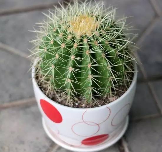 什么植物对电脑防辐射最好,什么植物好养又防辐射