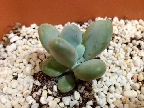 什么植物对电脑防辐射最好,什么植物好养又防辐射