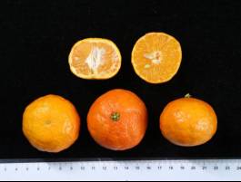 柑橘新优良种类,柑橘新品种介绍视频