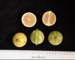 柑橘新优良种类,柑橘新品种介绍视频