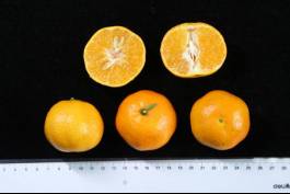 柑橘新优良种类,柑橘新品种介绍视频