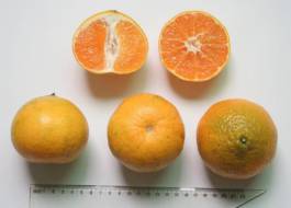 柑橘新优良种类,柑橘新品种介绍视频