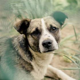 唐山狗狗免疫证明,怎么才能拿到狗狗免疫证明