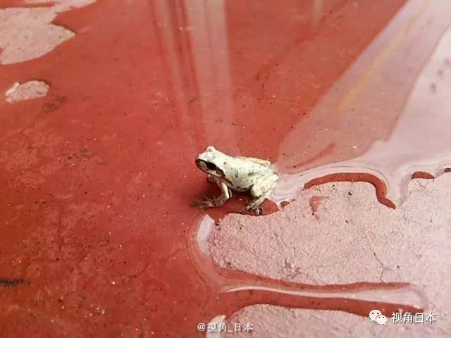 趣闻四则如果直接复印蹲在复印机上的猫奇迹复活的青蛙