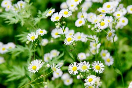 猪生病用什么药最好,治疗猪病正确方法