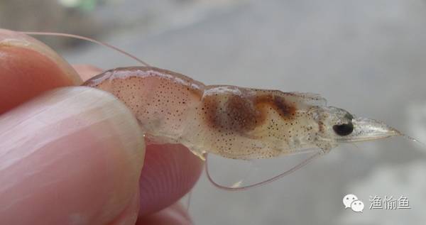 怎么治虾白便最有效,虾白便怎么治疗效果最好