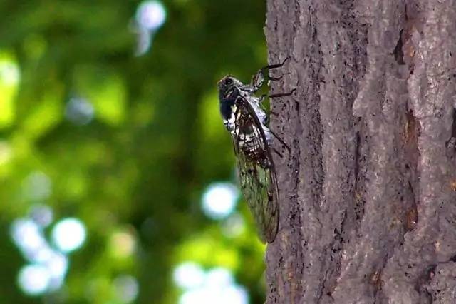 抓蚱蜢捉蜻蜓,捉蜻蜓和抓蜻蜓意思一样吗