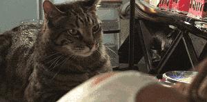 你家猫被人抓去画本子了！