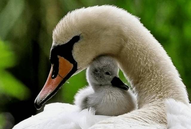 「唤醒爱与温暖的身体记忆」亲子舞动治疗团体招募中