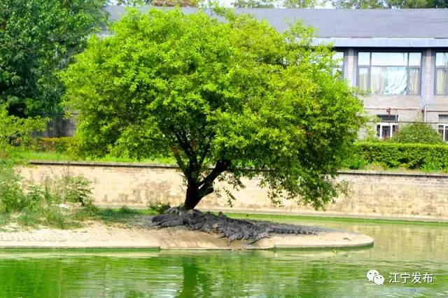 山水有清音银壶,山水有清音