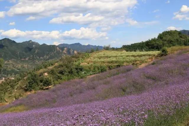 万亩森林玻璃桥,万亩荷花园玻璃栈道