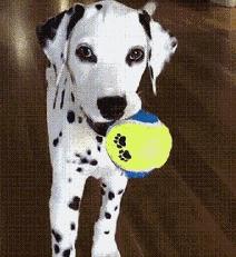 你家猫被人抓去画本子了！