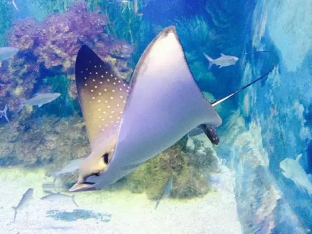 极地海洋世界青岛年卡免费199,极地海洋世界年卡五一