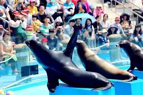 极地海洋世界青岛年卡免费199,极地海洋世界年卡五一