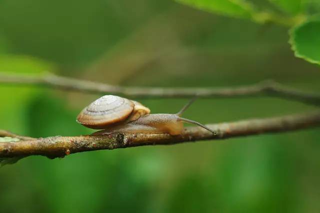 抓蚱蜢捉蜻蜓,捉蜻蜓和抓蜻蜓意思一样吗
