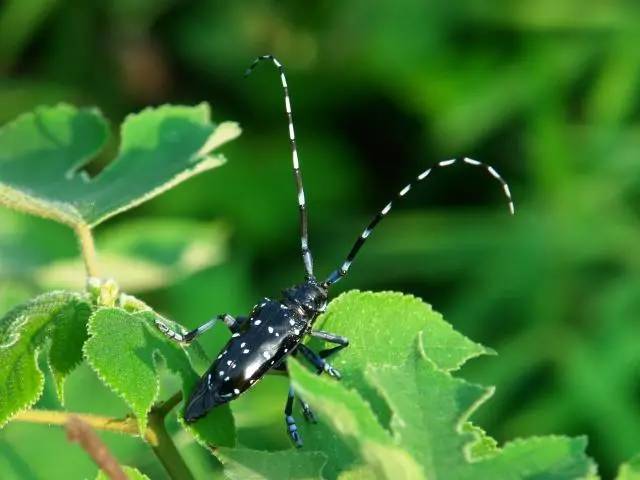 抓蚱蜢捉蜻蜓,捉蜻蜓和抓蜻蜓意思一样吗