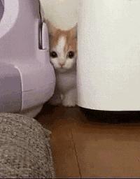 你家猫被人抓去画本子了！