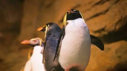 极地海洋世界青岛年卡免费199,极地海洋世界年卡五一